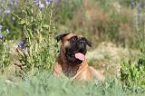 BULLMASTIFF 229